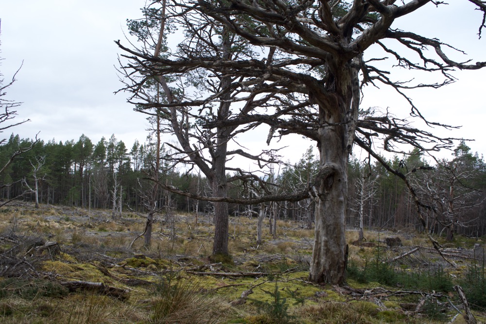 The Black Wood of Rannoch – Hutters.uk – Iain's blog about hutting