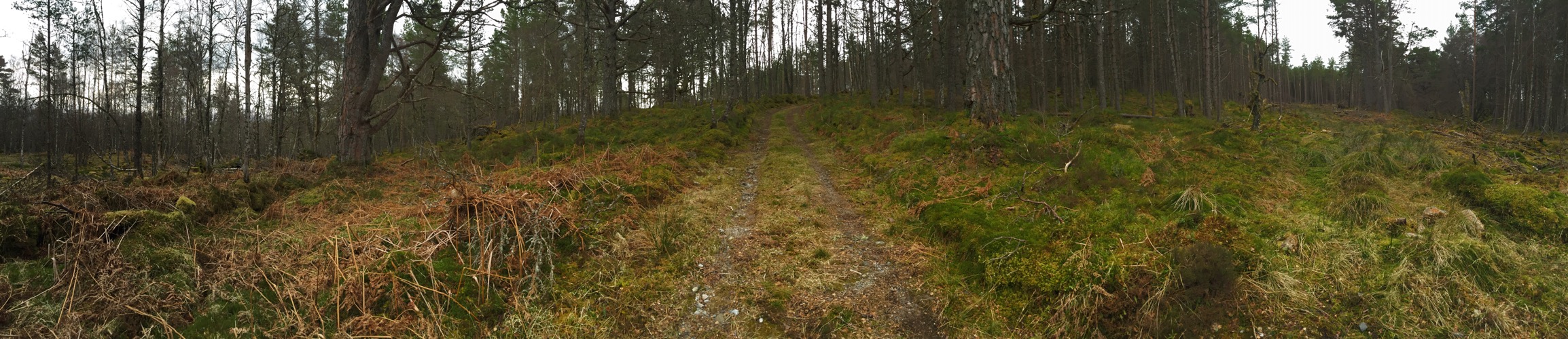 The Black Wood of Rannoch – Hutters.uk – Iain's blog about hutting